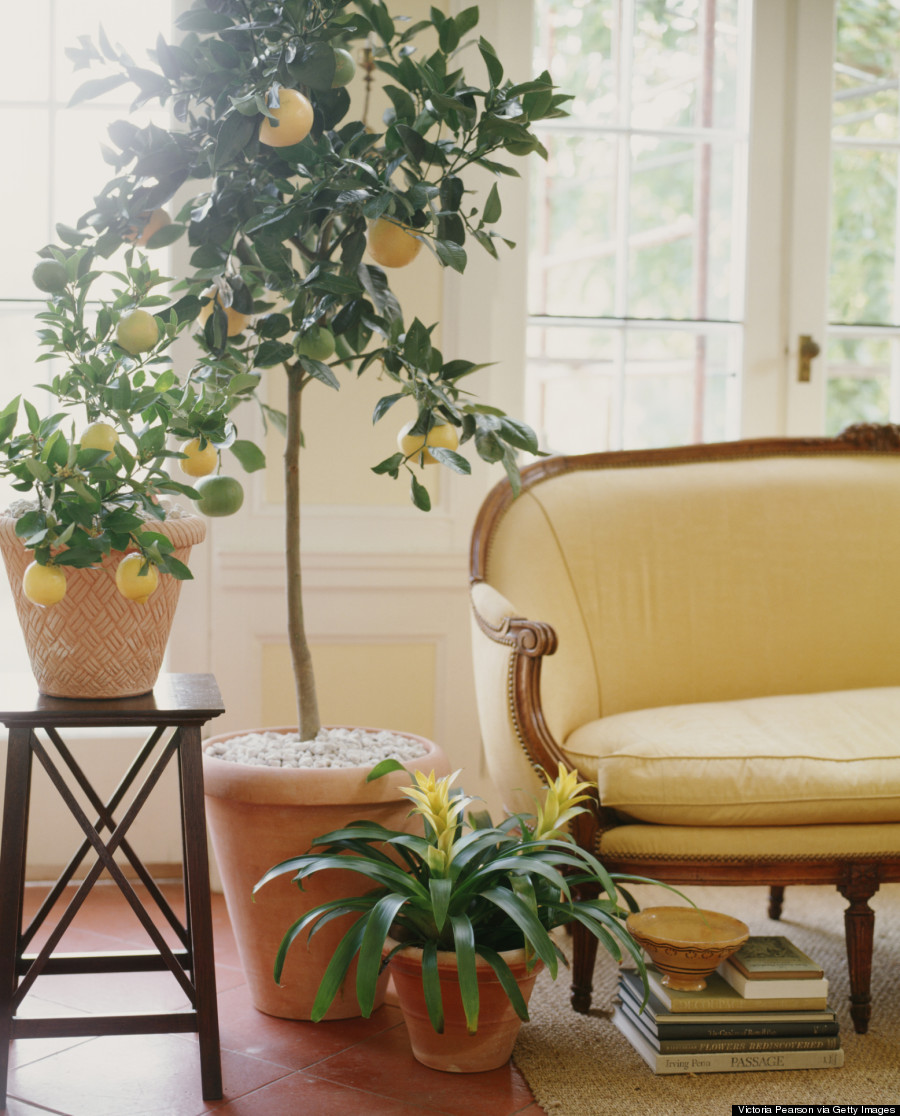 lemon tree living room