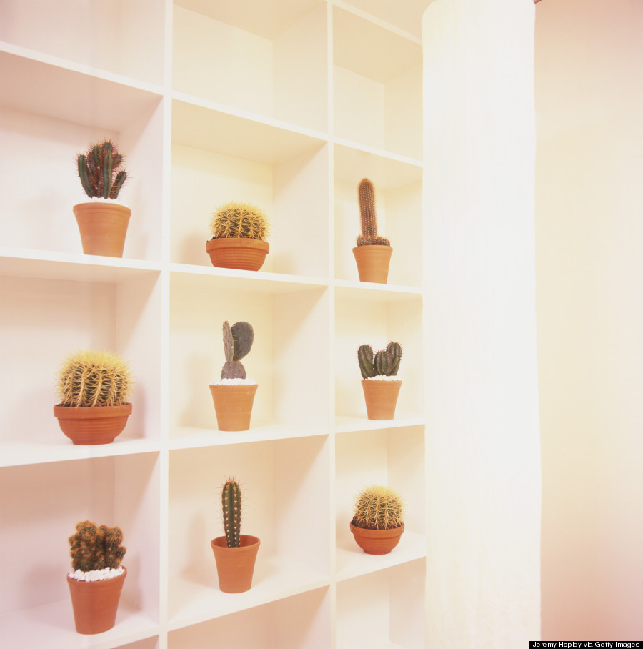 potted cacti garden