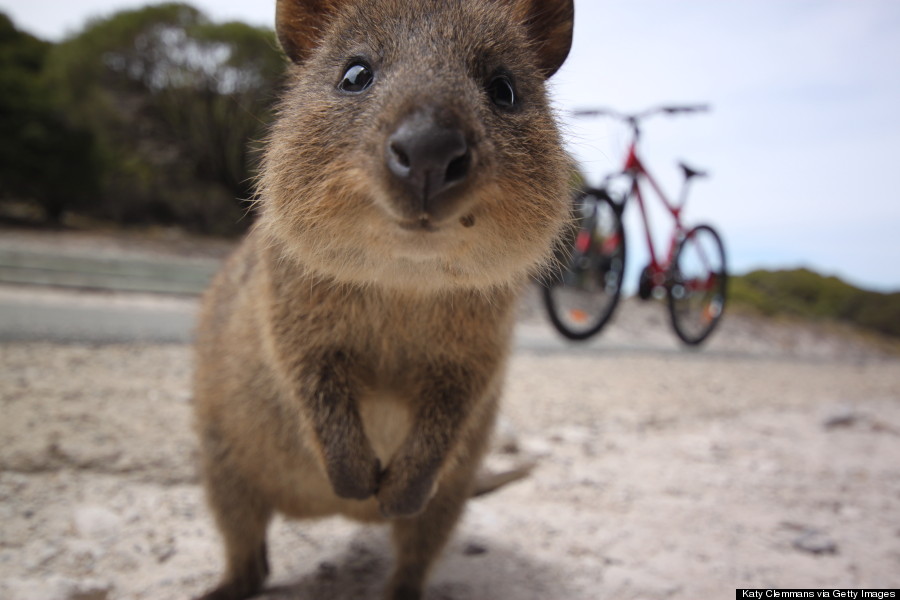 rottnest island