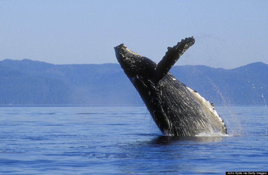 humpback whale migration