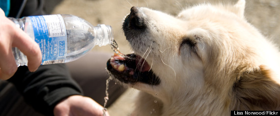 thirsty dog bottled water