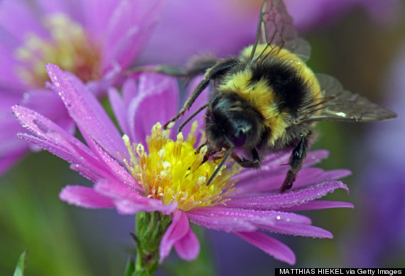 bee flower