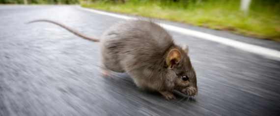 norway rat