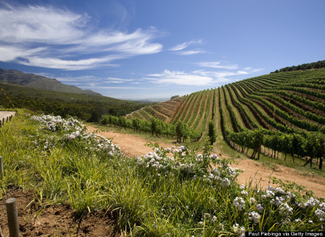 stellenbosch