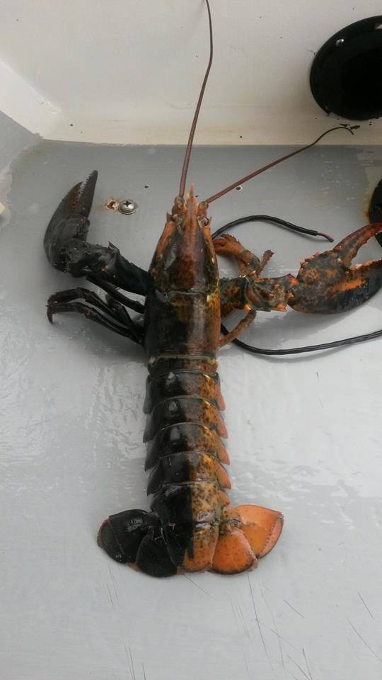 Man Catches Crazy-Looking Lobster, Unshellfishly Throws It Back (PHOTOS ...