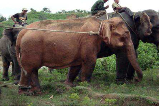 The Original White Elephants of Myanmar [PHOTOS]
