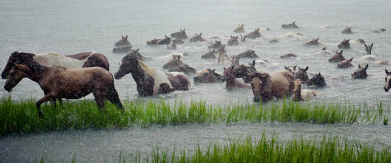 chincoteague island pony swim