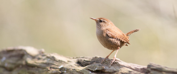 wren