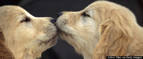 golden retreiver puppies