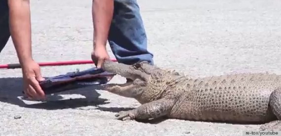 Alligator Eats $100,000 Birkin Bag in Tyler Shields Shoot