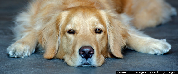 golden retreiver