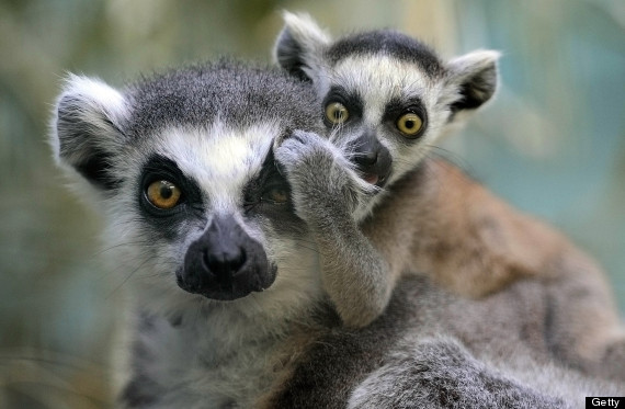 ring tailed lemur baby