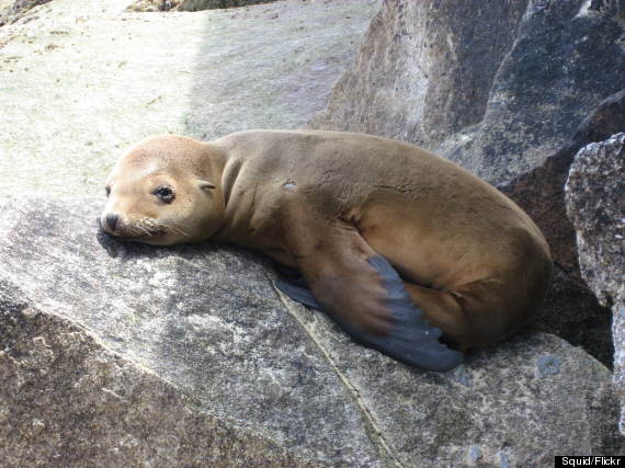 sea lion baby
