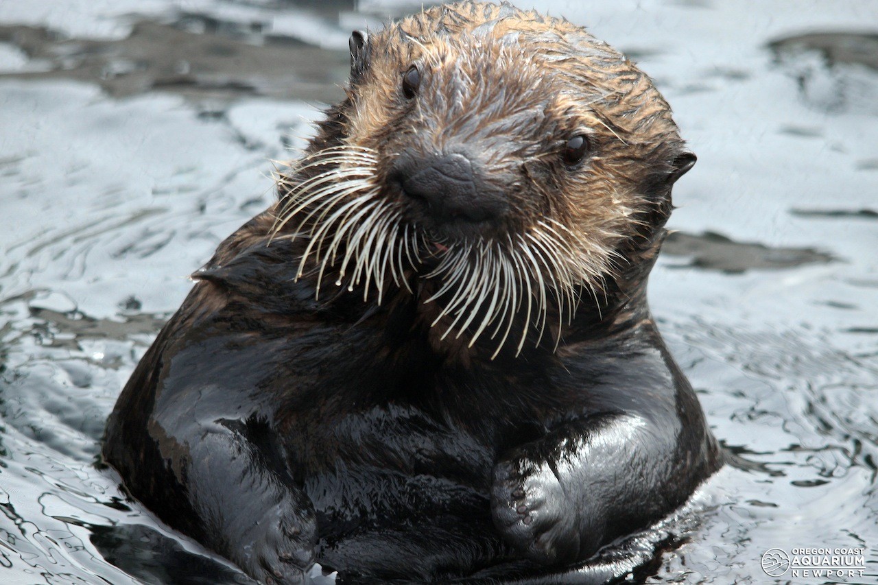 otter