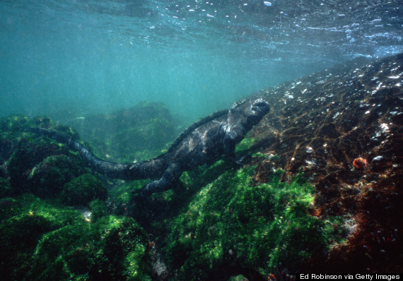 galapagos islands