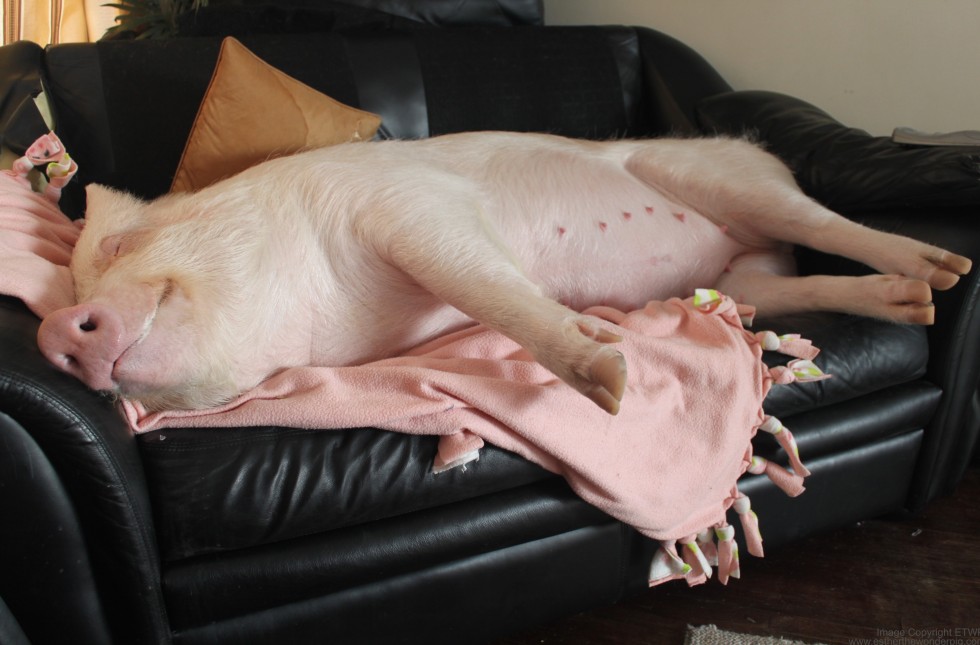 esther the wonder pig