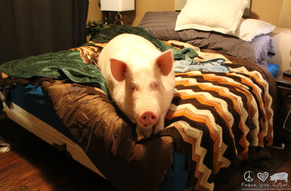 esther the wonder pig