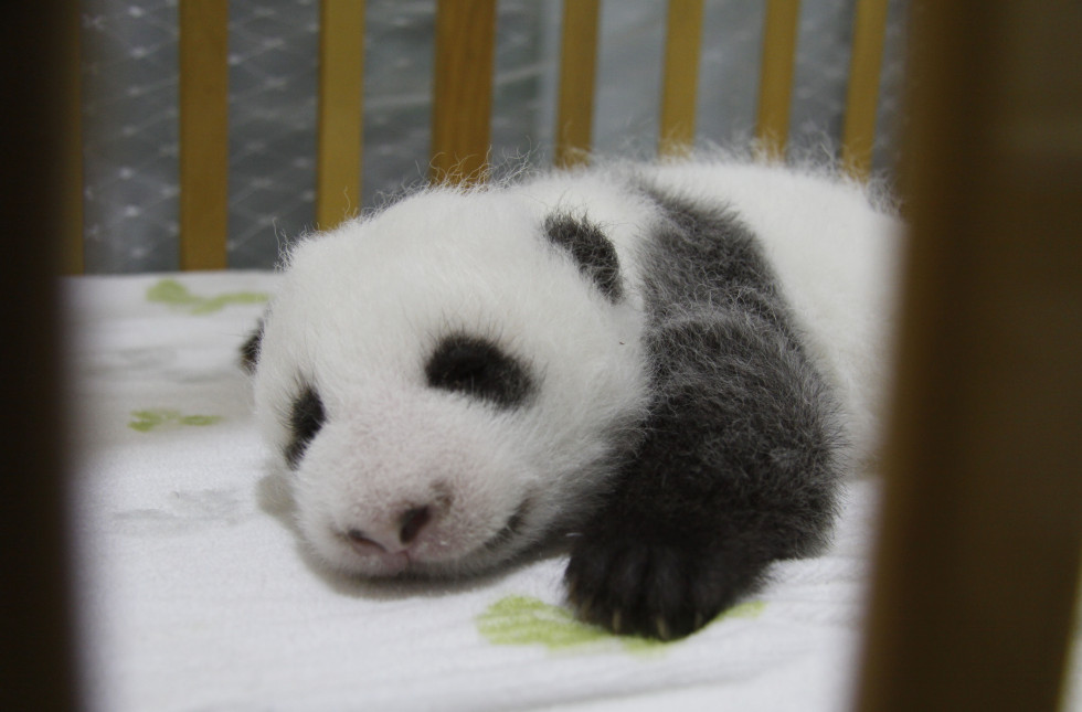 panda babies
