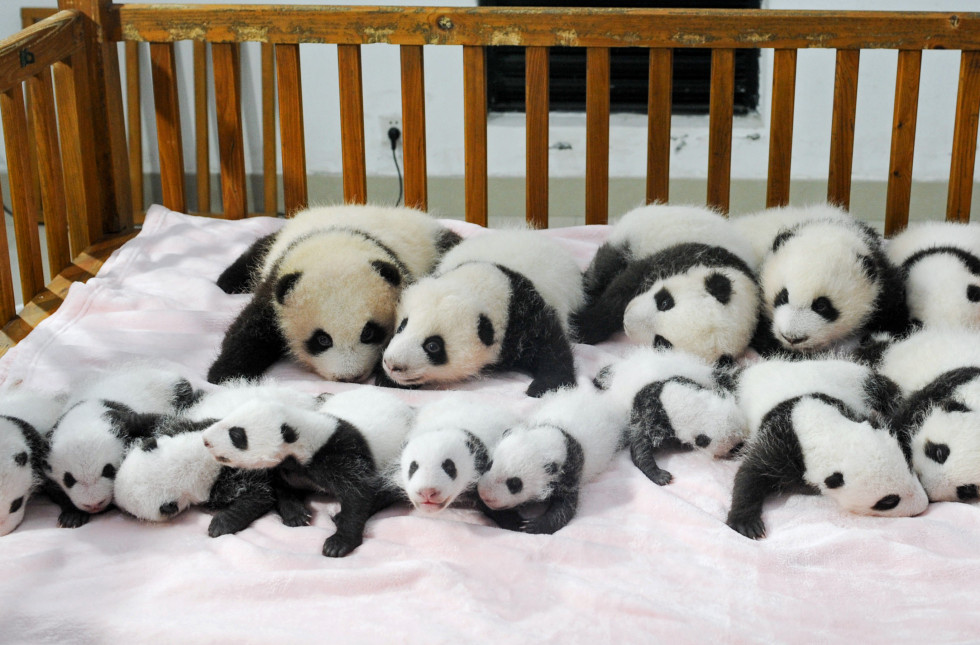 panda crib