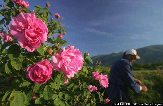 rose valley bulgaria