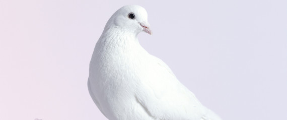 dove