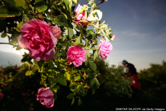 rose valley bulgaria