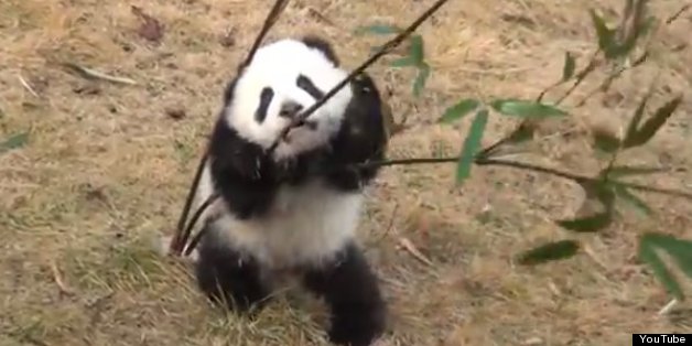 panda