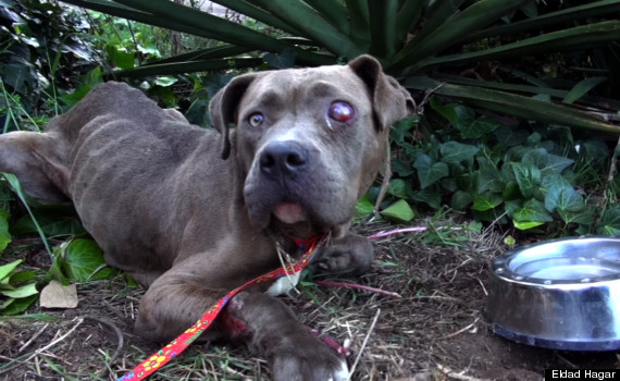 savannah pitbull