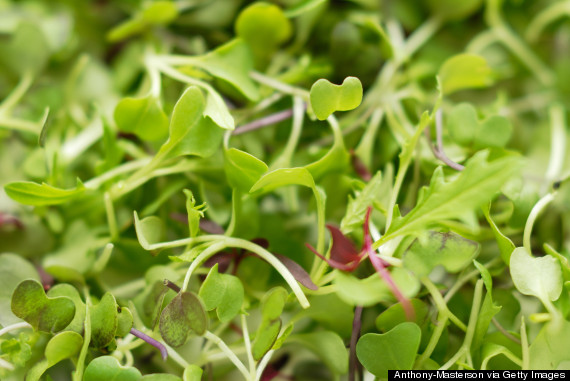 watercress