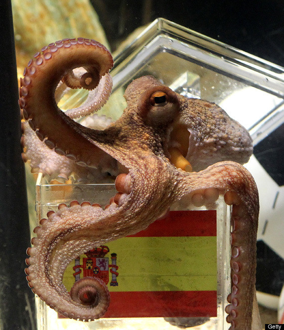 Paul The Octopus Could Be Worth MILLIONS (PHOTOS) | HuffPost