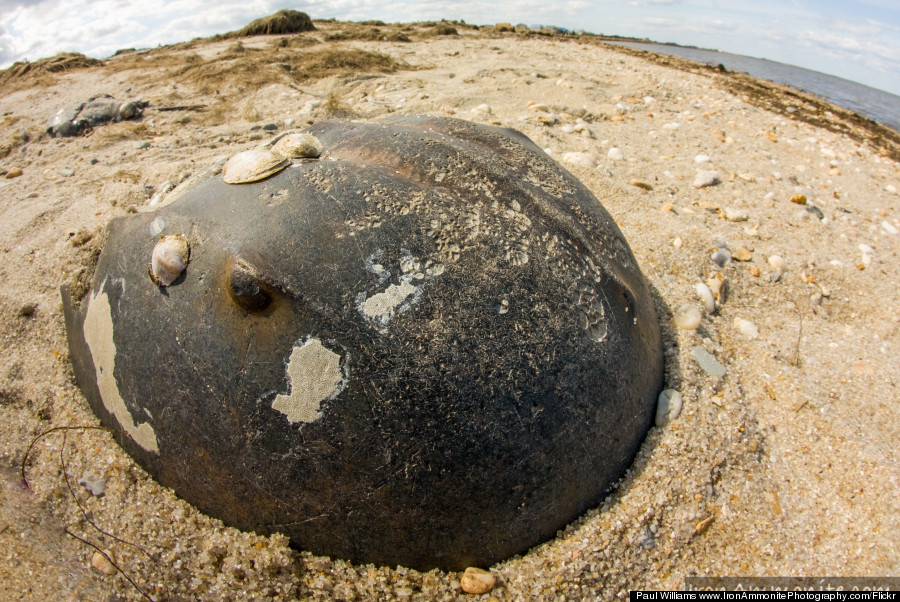 horseshoe crab