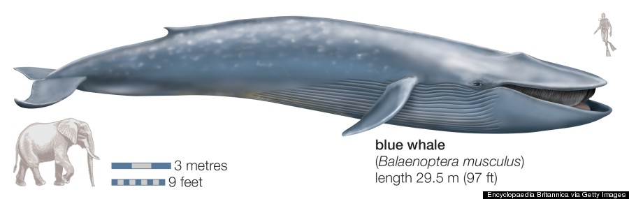 blue whale