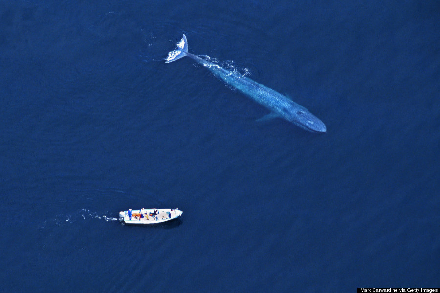 balaenoptera musculus