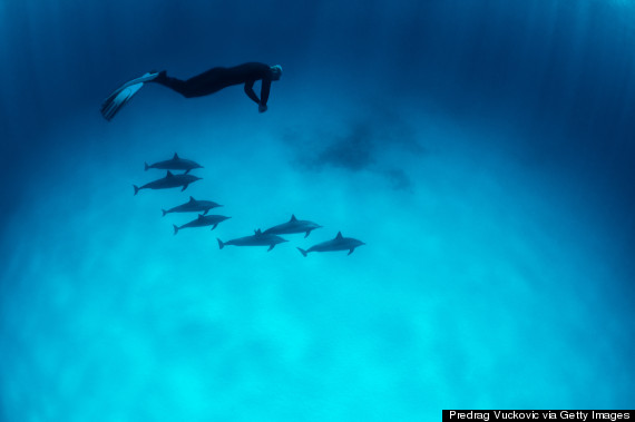scuba dolphins