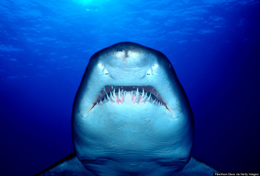 great white shark