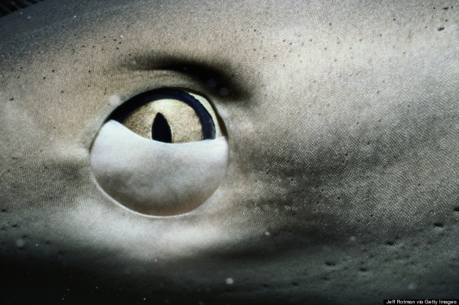 Shark Eye