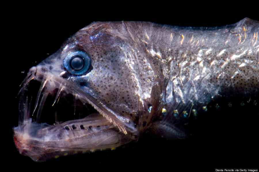 Viperfish