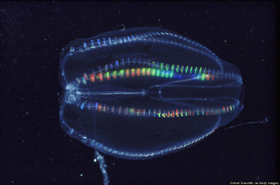 ctenophore