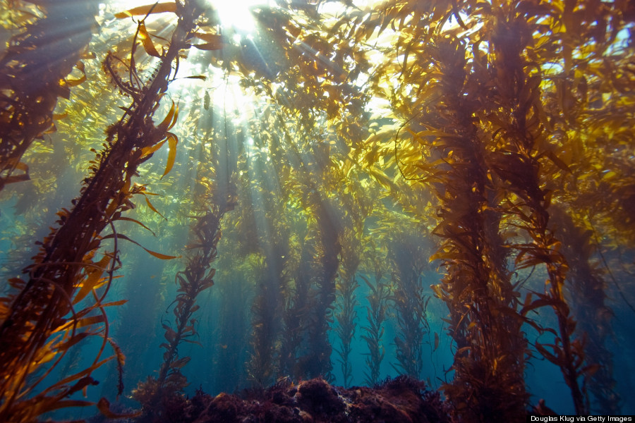 Kelp Forest