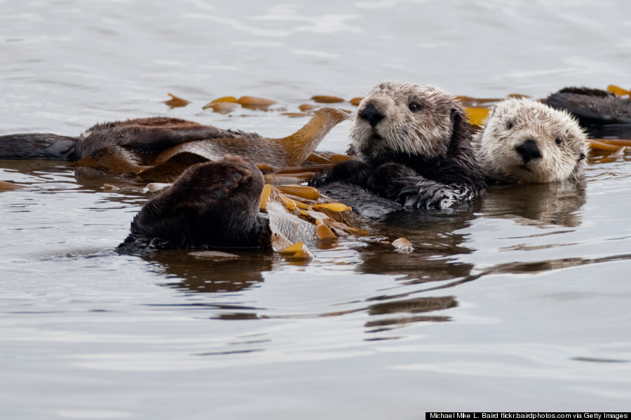 sea otter