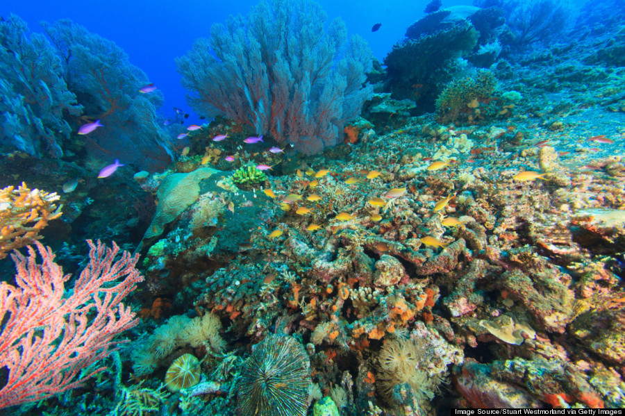16 Reasons To Love And Respect The Ocean Huffpost