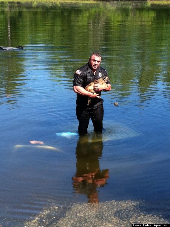 carver pd rescue dog