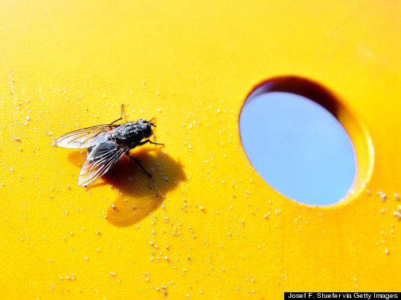 fly on wall