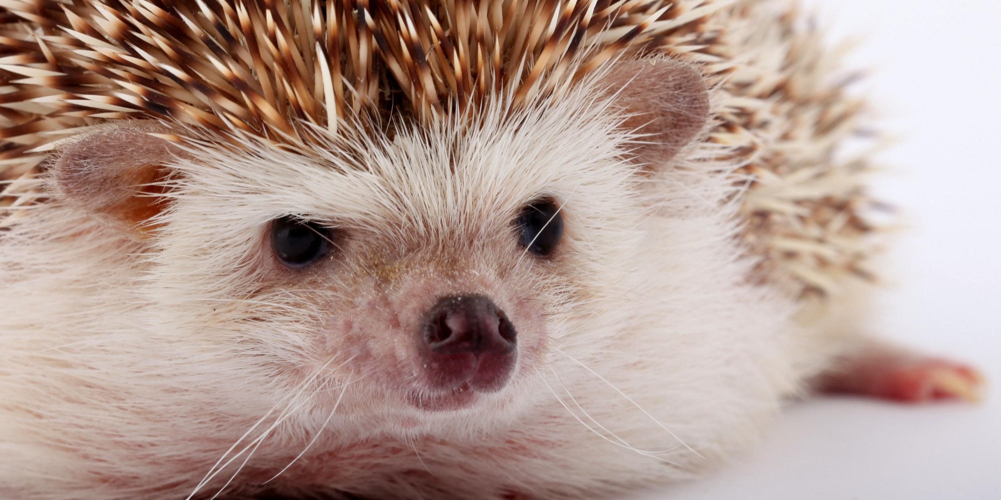 This Little Hedgehog Is A Master Of Disguise