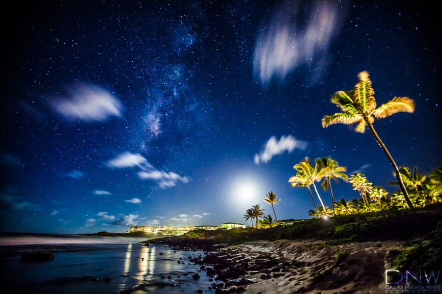 palms and moon