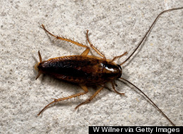 'They're My Babies' Says Woman Who Keeps 100,000 Cockroaches