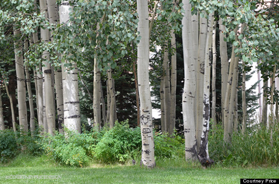 aspen trees