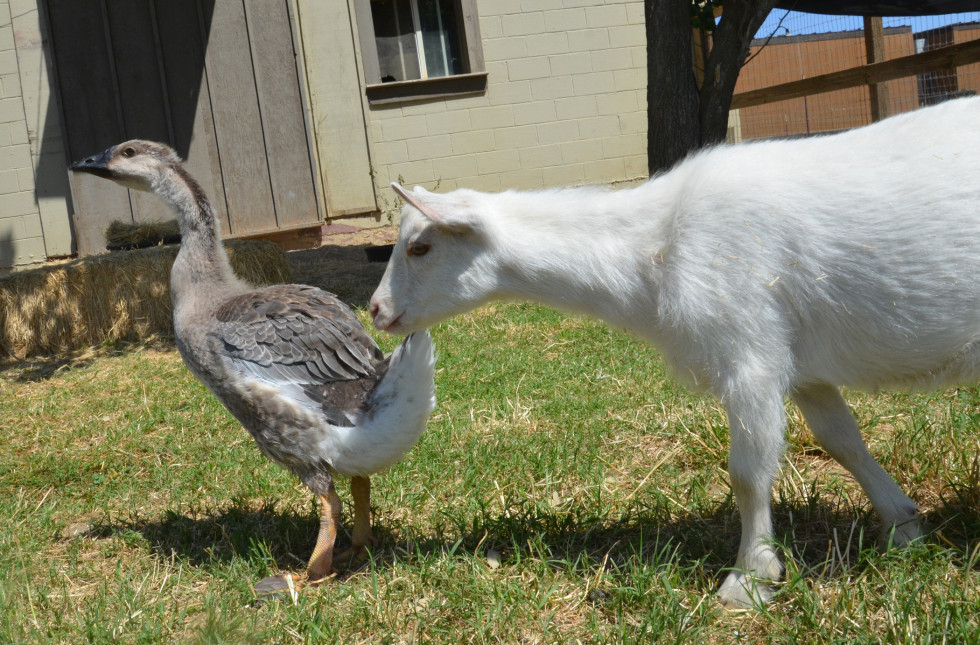 ryan gosling goose