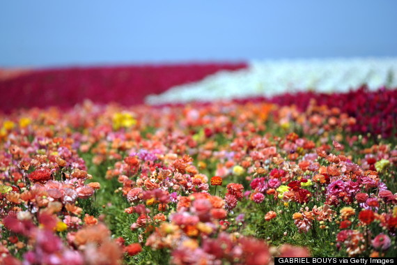 flower fields carlsbad ranch