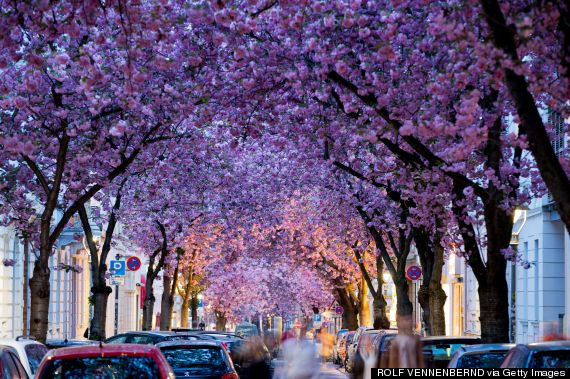 flower bonn germany